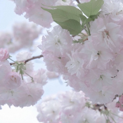 原创兽设世界观设计思路福瑞群